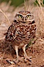 Burrowing owl (Western North American race hypugaea). This 10-inch-tall burrowing owl is standing besides its burrow. These burrows are usually created by squirrels, prairie dogs, or other rodents and even turtles, and only rarely dug by the owl itself. Salton Sea, Imperial County, California, USA. Image #22485