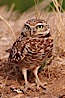 Burrowing owl (Western North American race hypugaea). This 10-inch-tall burrowing owl is standing besides its burrow. These burrows are usually created by squirrels, prairie dogs, or other rodents and even turtles, and only rarely dug by the owl itself. Salton Sea, Imperial County, California, USA. Image #22486