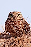 Burrowing owl (Western North American race hypugaea). This 10-inch-tall burrowing owl is standing besides its burrow. These burrows are usually created by squirrels, prairie dogs, or other rodents and even turtles, and only rarely dug by the owl itself. Salton Sea, Imperial County, California, USA. Image #22521
