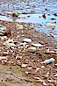 Pollution accumulates in the Tijuana River Valley following winter storms which flush the trash from Tijuana in Mexico across the border into the United States. Imperial Beach, San Diego, California, USA. Image #22546