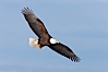 Bald eagle in flight, wing spread, soaring. Kachemak Bay, Homer, Alaska, USA. Image #22581