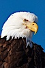 Bald eagle, closeup of head and shoulders showing distinctive white head feathers, yellow beak and brown body and wings. Kachemak Bay, Homer, Alaska, USA. Image #22582