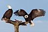 Two bald eagles on perch, one with wings spread as it has just landed and is adjusting its balance, the second with its head thrown back, calling vocalizing. Kachemak Bay, Homer, Alaska, USA. Image #22583