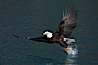 Bald eagle makes a splash while in flight as it takes a fish out of the water. Kenai Peninsula, Alaska, USA. Image #22584