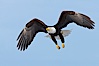 Bald eagle in flight, wing spread, aloft, soaring. Kachemak Bay, Homer, Alaska, USA. Image #22585