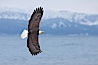 Bald eagle in flight, Kachemak Bay and the Kenai Mountains in the background. Kachemak Bay, Homer, Alaska, USA. Image #22586