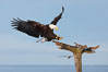 Bald eagle in flight, spreads its wings wide to slow before landing on a wooden perch. Kachemak Bay, Homer, Alaska, USA. Image #22587
