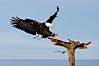 Bald eagle in flight, spreads its wings wide to slow before landing on a wooden perch. Kachemak Bay, Homer, Alaska, USA. Image #22587