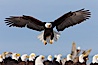 Bald eagle spreads its wings to land amid a large group of bald eagles. Kachemak Bay, Homer, Alaska, USA. Image #22588