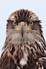 Juvenile bald eagle, second year coloration plumage, closeup of head and shoulders, looking directly at camera, snowflakes visible on feathers.    Immature coloration showing white speckling on feathers. Kachemak Bay, Homer, Alaska, USA. Image #22589