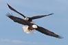 Two bald eagles in flight, wings spread, soaring, aloft. Kachemak Bay, Homer, Alaska, USA. Image #22590