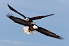 Two bald eagles in flight, wings spread, soaring, aloft. Kachemak Bay, Homer, Alaska, USA. Image #22590