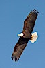 Bald eagle in flight, wing spread, soaring. Kachemak Bay, Homer, Alaska, USA. Image #22604