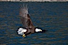 Bald eagle in flight drips water as it carries a fish in its talons that it has just pulled from the water. Kenai Peninsula, Alaska, USA. Image #22621