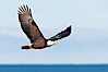 Bald eagle in flight, wings raised, Kachemak Bay in the background. Kachemak Bay, Homer, Alaska, USA. Image #22624