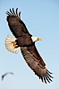 Bald eagle in flight, wing spread, soaring. Kachemak Bay, Homer, Alaska, USA. Image #22633