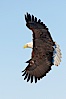 Bald eagle in flight, wing spread, soaring. Kachemak Bay, Homer, Alaska, USA. Image #22636
