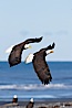 Two bald eagles in flight, banking, wings spread, over beach and Kachemak Bay. Kachemak Bay, Homer, Alaska, USA. Image #22646