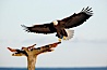 Bald eagle in flight, spreads its wings wide to slow before landing on a wooden perch. Kachemak Bay, Homer, Alaska, USA. Image #22651