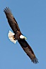 Bald eagle in flight, wing spread, soaring. Kachemak Bay, Homer, Alaska, USA. Image #22659