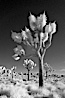 Joshua tree, sunrise, infrared. Joshua Tree National Park, California, USA. Image #22888