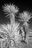 Unidentified yucca or agave, sunrise, infrared. Joshua Tree National Park, California, USA. Image #22889