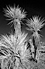 Unidentified yucca or agave, sunrise, infrared. Joshua Tree National Park, California, USA. Image #22889