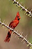 Northern cardinal, male. Amado, Arizona, USA. Image #22891