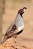 Gambel's quail, male. Amado, Arizona, USA. Image #22893