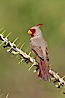 Pyrrhuloxia, male. Amado, Arizona, USA. Image #22894