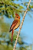 Northern cardinal, female. Amado, Arizona, USA. Image #22897