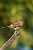 House finch, female. Amado, Arizona, USA. Image #22899