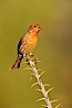House finch, immature. Amado, Arizona, USA. Image #22901