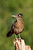 Greater roadrunner. Amado, Arizona, USA. Image #22902