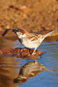 House sparrow, breeding male. Amado, Arizona, USA. Image #22903