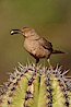 Curve-billed thrasher. Amado, Arizona, USA. Image #22904
