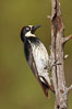 Acorn woodpecker, female. Madera Canyon Recreation Area, Green Valley, Arizona, USA. Image #22906