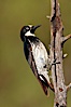 Acorn woodpecker, female. Madera Canyon Recreation Area, Green Valley, Arizona, USA. Image #22906