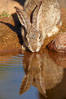 Desert cottontail, or Audubon's cottontail rabbit. Amado, Arizona, USA. Image #22907