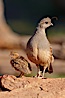 Gambel's quail, chicks and female. Amado, Arizona, USA. Image #22908