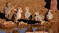 Gambel's quail, chicks. Amado, Arizona, USA. Image #22914