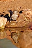 House finch, female. Amado, Arizona, USA. Image #22915