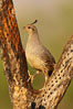 Gambel's quail, female. Amado, Arizona, USA. Image #22917