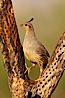 Gambel's quail, female. Amado, Arizona, USA. Image #22917