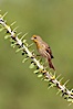 House finch, immature. Amado, Arizona, USA. Image #22919