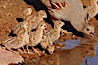 Gambel's quail, chicks. Amado, Arizona, USA. Image #22920
