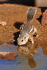 Harris' antelope squirrel. Amado, Arizona, USA. Image #22922