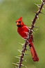 Northern cardinal, male. Amado, Arizona, USA. Image #22923