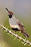 Gambel's quail, male. Amado, Arizona, USA. Image #22925