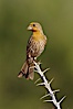 House finch, immature. Amado, Arizona, USA. Image #22926
